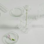 Стволовые клетки