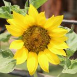 Подсолнечник