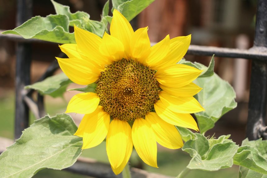 Подсолнечник