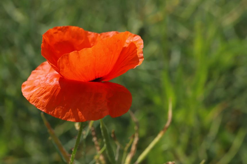 Красный цветок