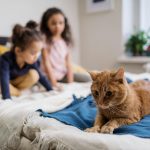 Кот на кровати