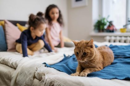 Кот на кровати