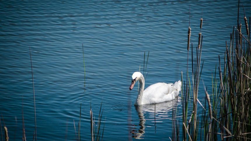 Флора и фауна