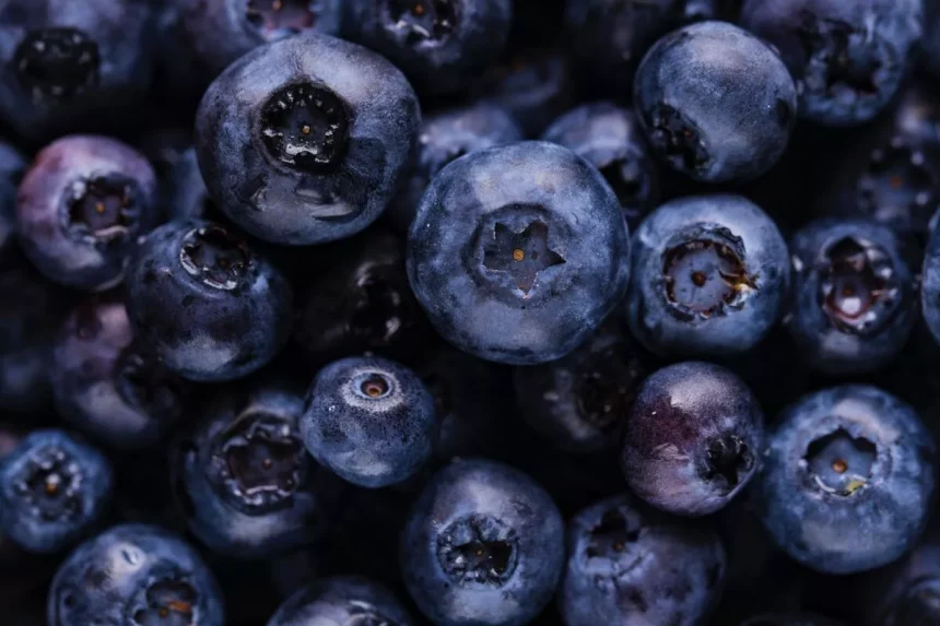 Дикая черника