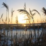 Дикая природа