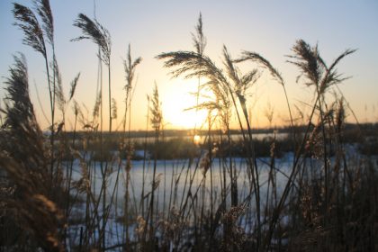 Дикая природа