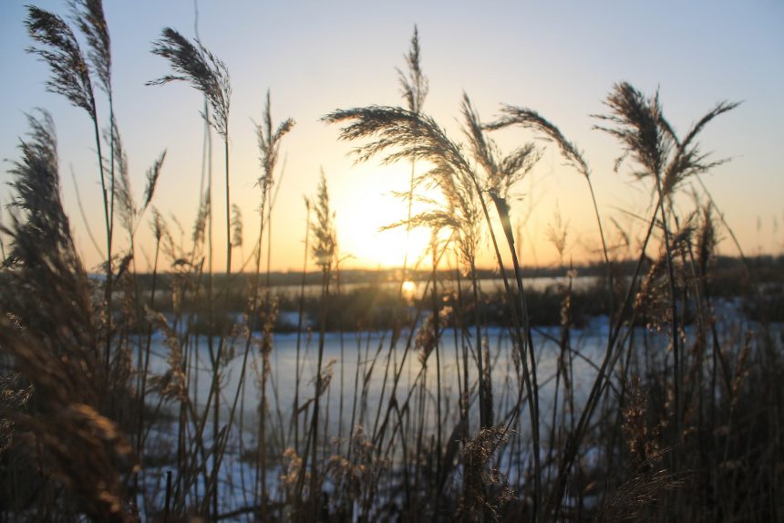 Дикая природа